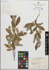 Foto von Salix glauca L.